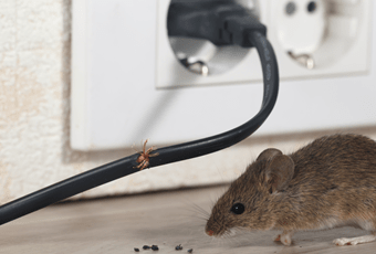 fire-fighting-training-rodent-infestation