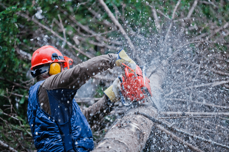 health-and-safety-training-sawing-tree