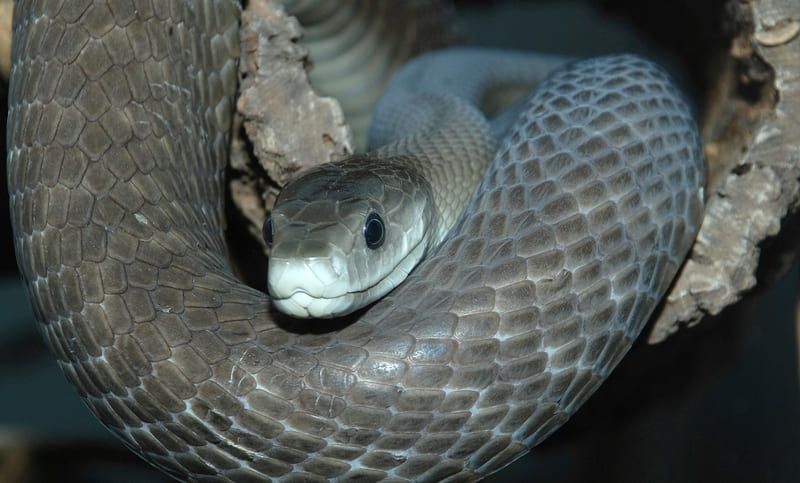 first-aid-training-black-mamba-smile