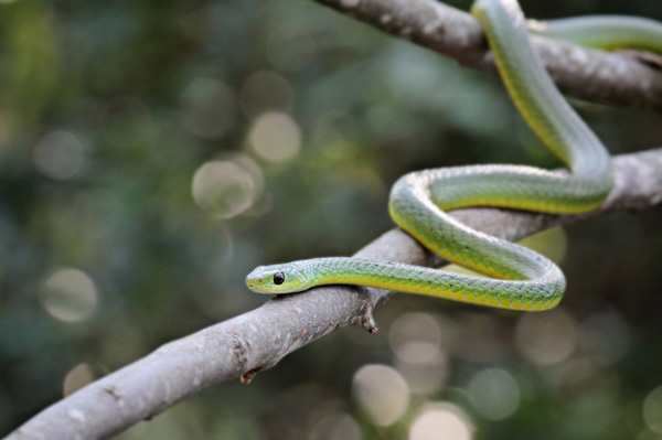 health-and-safety-course-boomslang