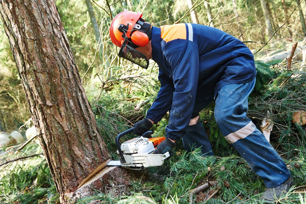 health-and-safety-course-correctly-using-chainsaw