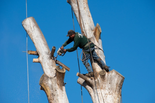 working-at-heights-course-working-at-heights-tree-trimmer