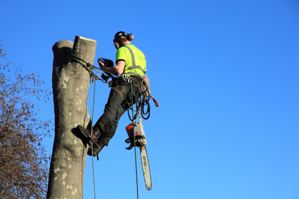 working-at-heights-training-a-tree-surgeon-19168672