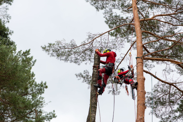 working-at-heights-training-trees