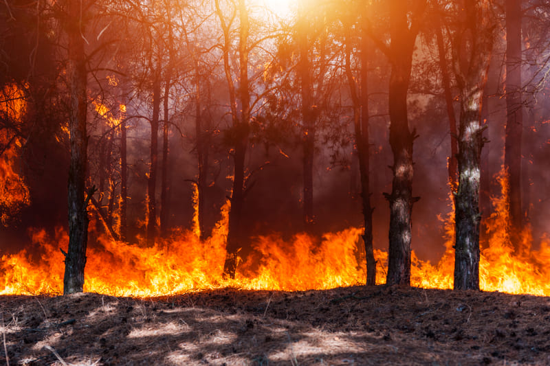 fire-fighting-training-forest-fire-burned-trees-after-forest-fires-and-lots-of-smoke